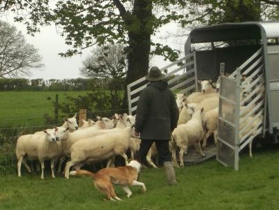 Ian Davies and Cwmbyr Bel V load the trailer